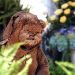 Ewok Drums