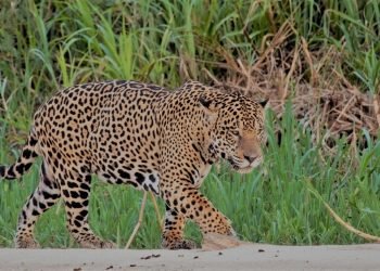 jaguars