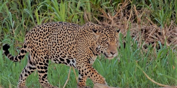 jaguars