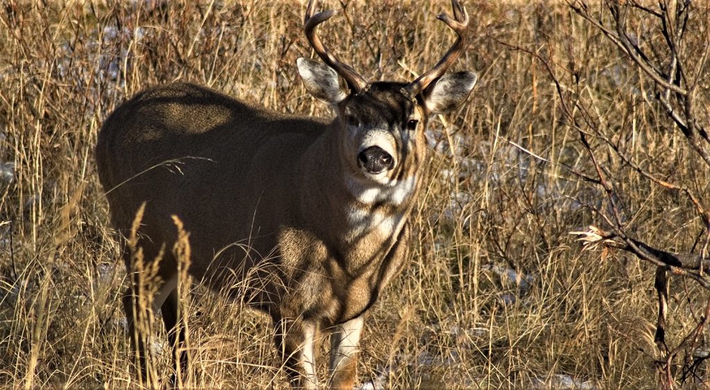 Blacktail