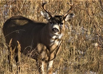 Blacktail