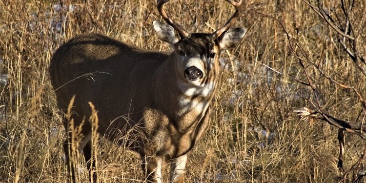 Blacktail