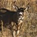Blacktail