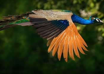 Peacock