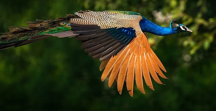 Peacock